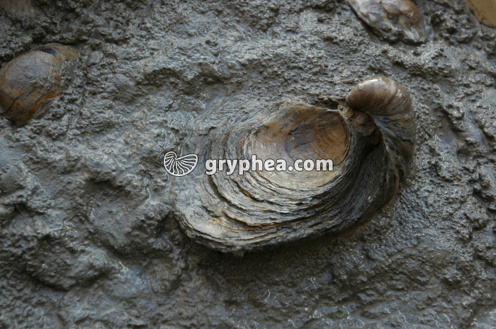 Huitre fossile (Gryphaea dilatata, Callovien, Calvados, France) - gryphea.com
